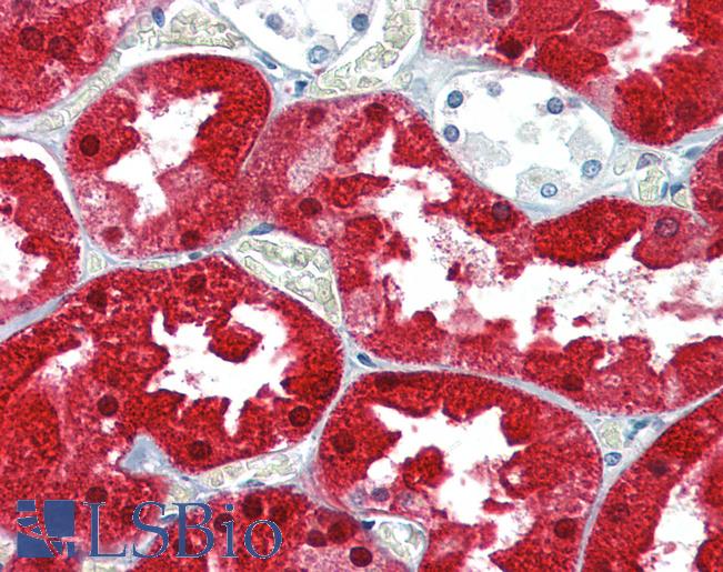 Anti-ASS1 antibody IHC of human kidney. Immunohistochemistry of formalin-fixed, paraffin-embedded tissue after heat-induced antigen retrieval. Antibody LS-B3948 concentration 2.5 ug/ml.