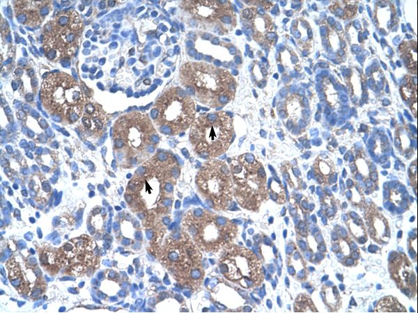 ASS1 antibody LS-C80411 was used in IHC to stain formalin-fixed, paraffin-embedded human kidney.