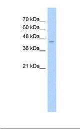 HepG2 cell lysate. Antibody concentration: 2.5 ug/ml. Gel concentration: 12%.
