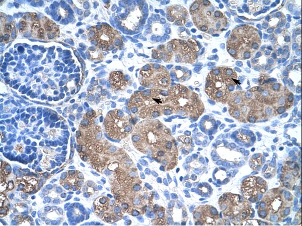 ASS1 antibody LS-C80412 was used in IHC to stain formalin-fixed, paraffin-embedded human kidney.