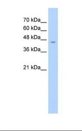 HepG2 cell lysate. Antibody concentration: 2.5 ug/ml. Gel concentration: 12%.