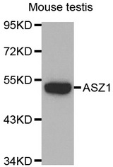Western blot analysis of extracts of Mouse testis cell line, using ASZ1 antibody.