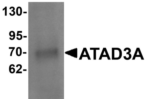 Western blot analysis of ATAD3A in Daudi cell lysate with ATAD3A antibody at 1 ug/ml .