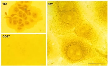 AANAT in COS7 and 1E7 cells detected by ICC.. Cells were grown on two-well chamber slides and fixed with 2.5% glutaraldehyde; 1E7 cells treated with FSK for 3 h (two magnifications). COS, COS7 cells treated with FSK for 3 h.