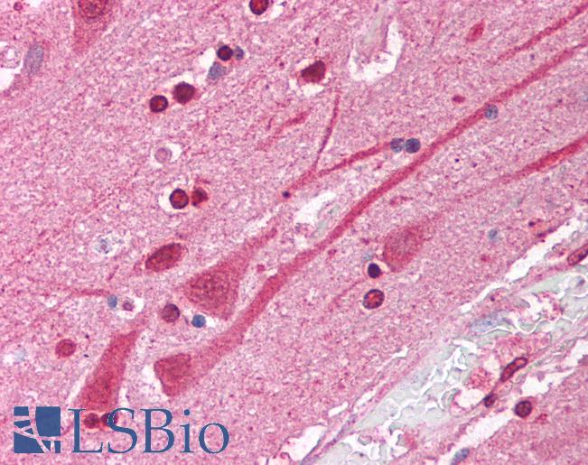 Anti-ATF1 antibody IHC of human brain, cortex. Immunohistochemistry of formalin-fixed, paraffin-embedded tissue after heat-induced antigen retrieval. Antibody LS-B1511 concentration 5 ug/ml.