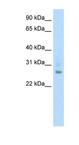 ATF1 antibody LS-B1511 Western blot of Fetal thymus lysate.