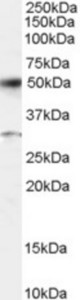 Staining (0.5 ug/ml) of Human Placenta lysate (RIPA buffer, 35 ug total protein per lane). Primary incubated for 12 hours. Detected using chemiluminescence.