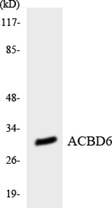 Western blot of the lysates from K562 cells using ACBD6 antibody.