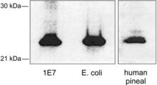 WB: AANAT Antibody - Samples of 1E7 homogenates and bacterially expressed hAANAT were loaded, which contained similar levels of AANAT activity in 65 ug and 2.6 ng of protein.