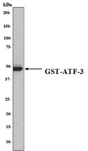 Western blot analysis on 100 ng of purified recombinant GST-ATF3 protein using anti-ATF-3 antibody. GST-ATF3 lysate obtained from Millennium Pharmaceuticals.