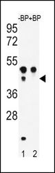 Western blot of ATF4 Antibody (S245) antibody pre-incubated without(lane 1) and with(lane 2) blocking peptide in WiDr cell line lysate. ATF4 Antibody (pS245) (arrow) was detected using the purified antibody.