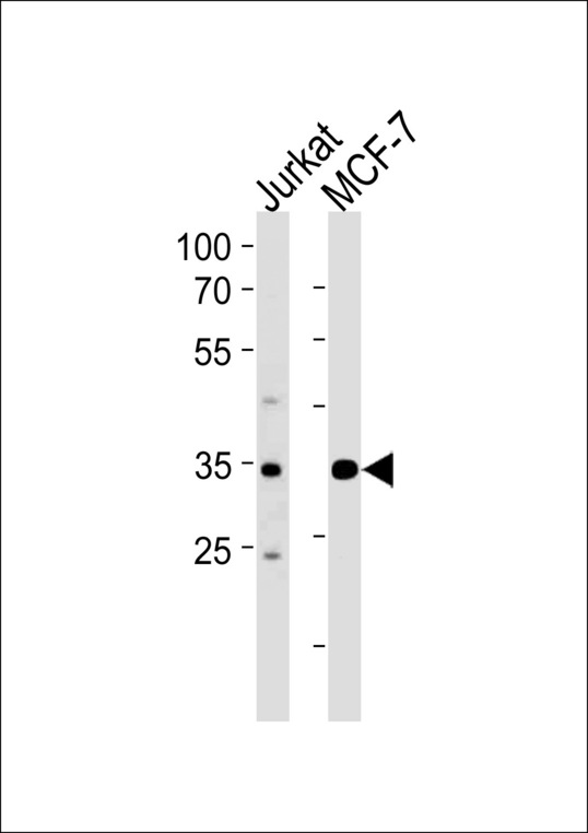 ATF4 Antibody western blot of Jurkat,MCF-7 cell line lysates (35 ug/lane). The ATF4 antibody detected the ATF4 protein (arrow).