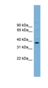 ATF4 antibody LS-C116036 Western blot of Mouse Brain lysate.