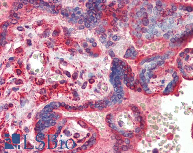 Anti-ATF4 antibody IHC of human placenta. Immunohistochemistry of formalin-fixed, paraffin-embedded tissue after heat-induced antigen retrieval. Antibody LS-B3517 concentration 5 ug/ml.