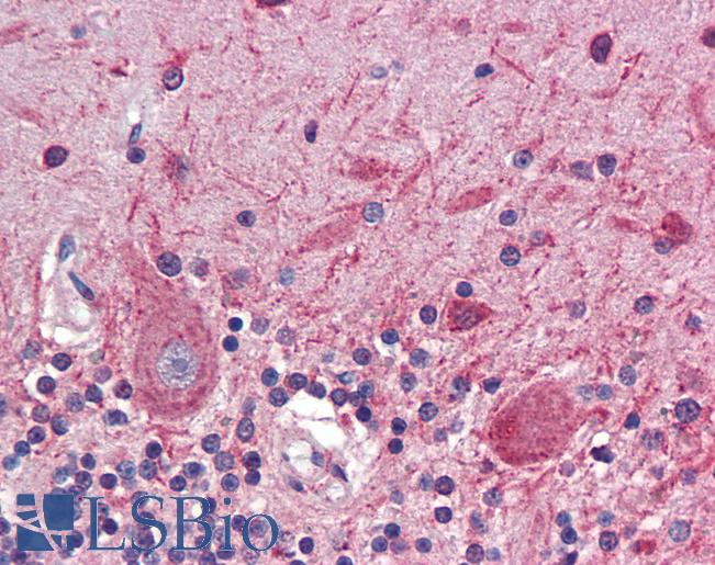 Anti-ATF4 antibody IHC of human brain, cerebellum. Immunohistochemistry of formalin-fixed, paraffin-embedded tissue after heat-induced antigen retrieval. Antibody LS-B3517 concentration 5 ug/ml.