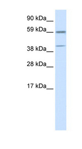 ATF4 antibody LS-B3517 Western blot of NIH/3T3 cell lysate.