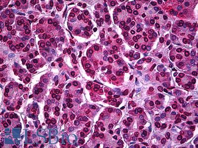Anti-ATF5 antibody IHC of human pancreas. Immunohistochemistry of formalin-fixed, paraffin-embedded tissue after heat-induced antigen retrieval. Antibody LS-B6031 concentration 5 ug/ml.