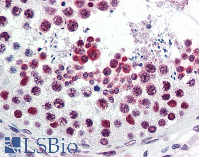 Anti-ATF6 antibody IHC of human testis. Immunohistochemistry of formalin-fixed, paraffin-embedded tissue after heat-induced antigen retrieval. Antibody LS-B2516 concentration 5 ug/ml.