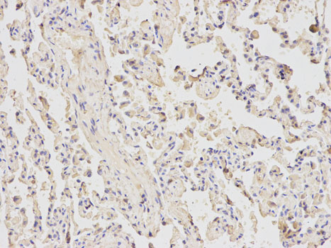 Immunohistochemistry of paraffin-embedded rat spleen using ATF6 antibody at dilution of 1:200 (200x lens).