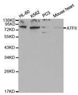 Western blot analysis of extracts of various cell lines, using ATF6 antibody.