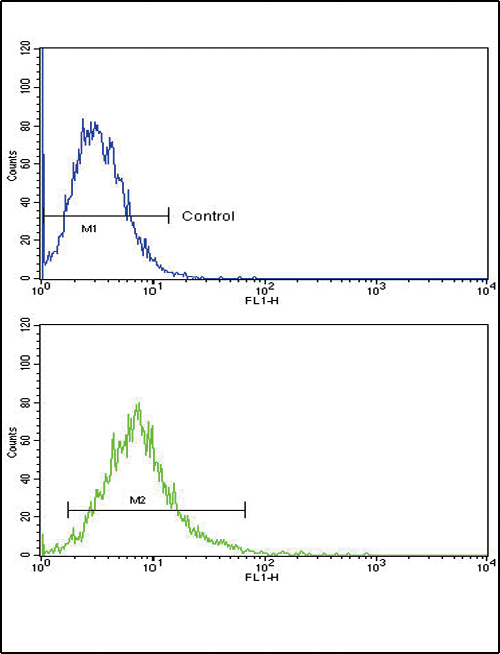 ATF6 Antibody flow cytometry of k562 cells (bottom histogram) compared to a negative control cell (top histogram). FITC-conjugated goat-anti-rabbit secondary antibodies were used for the analysis.