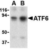 Western blot of ATF6 in MDA-MB-361 cell lysate with ATF6 antibody at (A) 0.5 and (B) 1 ug/ml.