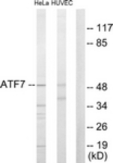 Western blot of extracts from HeLa/HUVEC cells, using ATF7 Antibody. The lane on the right is treated with the synthesized peptide.
