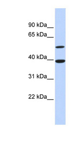 ATF7 antibody LS-C112356 Western blot of Fetal Heart lysate.