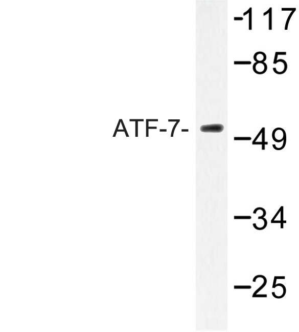 Western blot of ATF-7 (F74) pAb in extracts from HeLa cells.