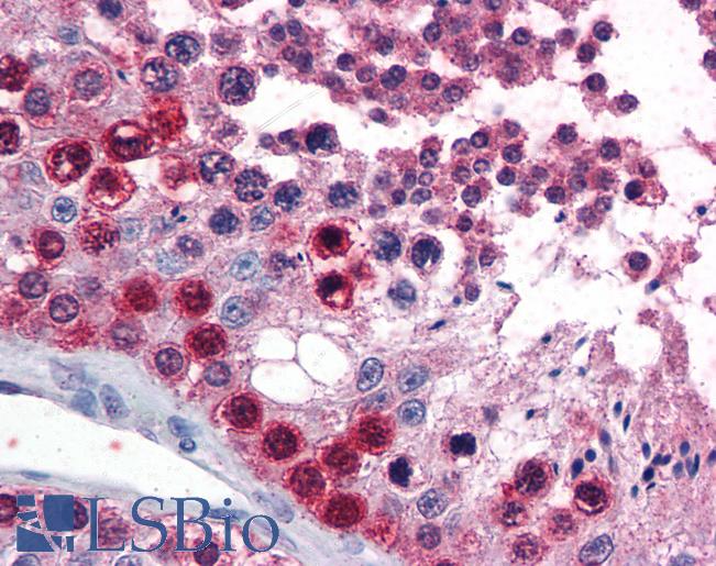 Anti-ATF7 antibody IHC of human testis. Immunohistochemistry of formalin-fixed, paraffin-embedded tissue after heat-induced antigen retrieval. Antibody LS-B2737 concentration 75 ug/ml.