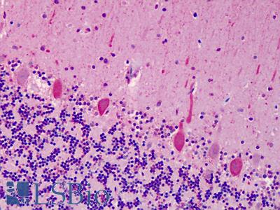 Anti-ACCN1 antibody IHC of human cerebellum. Immunohistochemistry of formalin-fixed, paraffin-embedded tissue after heat-induced antigen retrieval. Antibody LS-B4761 concentration 2.5 ug/ml.