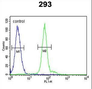 ATG14 Antibody flow cytometry of 293 cells (right histogram) compared to a negative control cell (left histogram). FITC-conjugated goat-anti-rabbit secondary antibodies were used for the analysis.