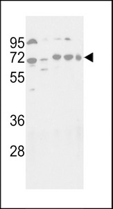 Western blot of hAPG16L-K366 in NIH-3T3, HepG2, HeLa, Jurkat and NCI-H460 cell line lysates (35 ug/lane). APG16L (arrow) was detected using the purified antibody.