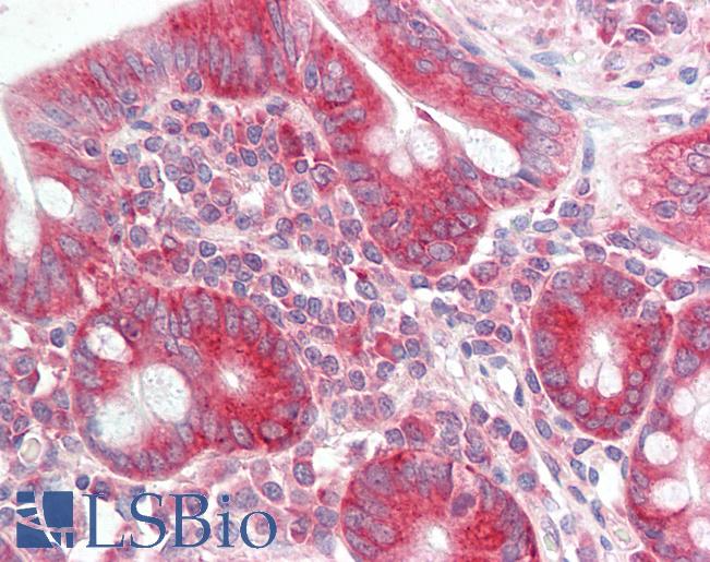 Anti-ATG18 / WIPI1 antibody IHC staining of human small intestine. Immunohistochemistry of formalin-fixed, paraffin-embedded tissue after heat-induced antigen retrieval.