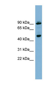 WIPI1 antibody LS-C108033 Western blot of 293T cell lysate.