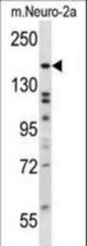 ATG2B Antibody western blot of mouse Neuro-2a cell line lysates (35 ug/lane). The ATG2B antibody detected the ATG2B protein (arrow).