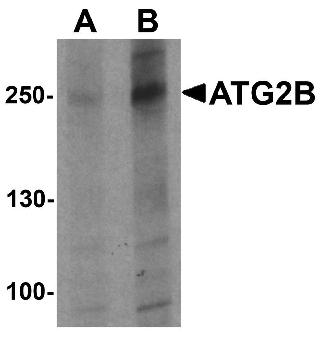 Western blot analysis of ATG2B in K562 cell lysate with ATG2B antibody at (A) 1 and (B) 2 ug/ml