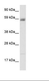 Fetal Kidney Lysate