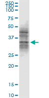 ATG3 monoclonal antibody (M04), clone 1G3. Western blot of ATG3 expression in HepG2.