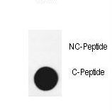 Dot blot of anti-APG3-cleaved antibody on nitrocellulose membrane. 50ng of Cleaved-peptide or Non Cleaved-peptide per dot were adsorbed. Antibody working concentrations are 0.6ug per ml.