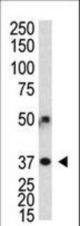 Polyclonal antibody was used in Western blot to detect human APG3L in transfected 293 cells.