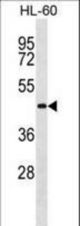 APG3L Antibody (I98) western blot of HL-60 cell line lysates (35 ug/lane). The APG3L antibody detected the APG3L protein (arrow).