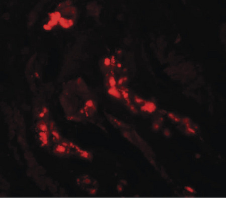 Immunofluorescence of ATG3 in human kidney with ATG3 antibody at 20 ug/ml.