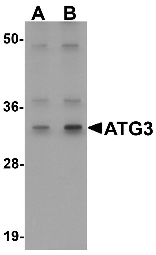 Western blot analysis of ATG3 in Mouse kidney tissue Lysate with ATG3 antibody at (A) 1 and (B) 2 ug/ml.