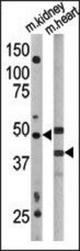 The anti-APG4A antibody is used in Western blot to detect APG4A in mouse kidney (left) and mouse heart (right) tissue lysates