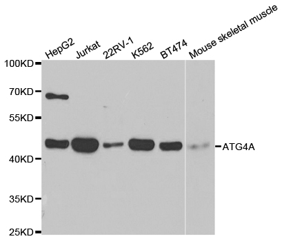 Western blot analysis of extracts of various cell lines, using ATG4A antibody.