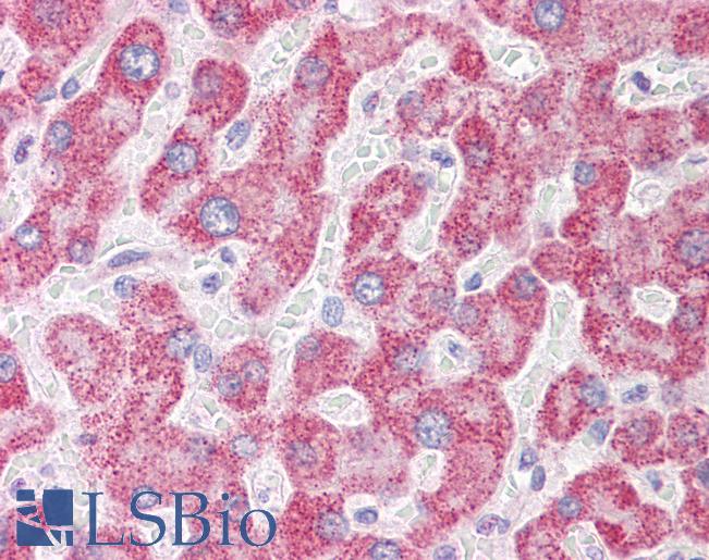 Anti-ATG4A antibody IHC of human liver. Immunohistochemistry of formalin-fixed, paraffin-embedded tissue after heat-induced antigen retrieval. Antibody LS-B6242 dilution 1:50.