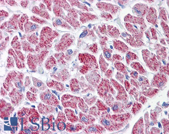 Anti-ATG4A antibody IHC of human heart. Immunohistochemistry of formalin-fixed, paraffin-embedded tissue after heat-induced antigen retrieval. Antibody LS-B6242 dilution 1:50.