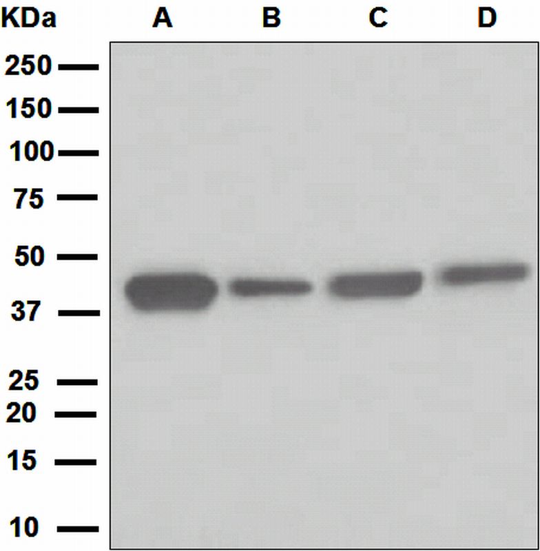 Western blot analysis on (A) fetal liver, (B) HepG2, (C) Jurkat, and (D) fetal brain lysates using anti-ATG4A antibody.