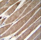 ATG4D Antibody immunohistochemistry of formalin-fixed and paraffin-embedded human skeletal muscle followed by peroxidase-conjugated secondary antibody and DAB staining.